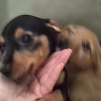 LASKA, chienne à adopter