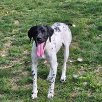 NUTS, chien à adopter