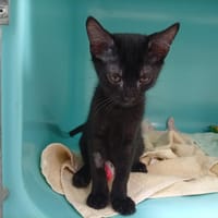 Granola, chat à adopter