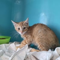 BOB, chat à adopter
