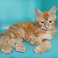 Crunch, chat à adopter