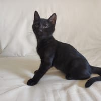 MUFFIN HAB17588, chat à adopter