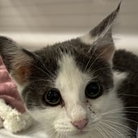 MARTY, chat à adopter