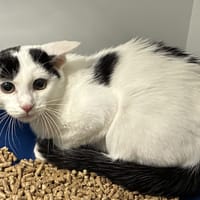 MELMAN, chat à adopter