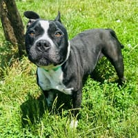 OSLO, chien à adopter