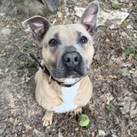 MALTESER, chien à adopter