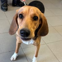 CHAUSSETTE, chienne à adopter