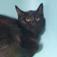BABOUIN CHA, chat à adopter