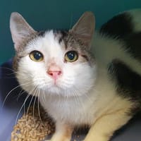 CAPUCIN CHA, chat à adopter