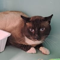 VIGOR QCT, chat à adopter