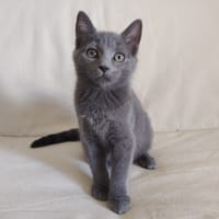 MENTALO HAB17585, chatte à adopter