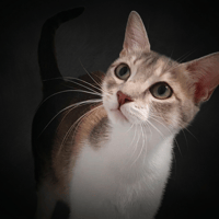 PAILLETTE CHA, chatte à adopter