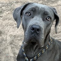 AWAI, chienne à adopter