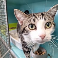 BALTO, chat à adopter