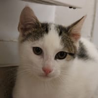 Pain, chat à adopter