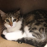 Miette, chatte à adopter