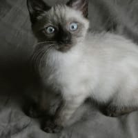 Petiot, chat à adopter