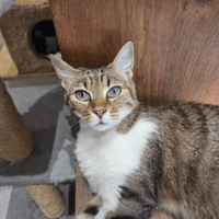 TAGADA, chatte à adopter