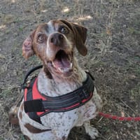 Rose, chienne à adopter