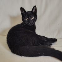 BROWNIE HAB17589, chatte à adopter