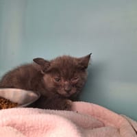 DIEGO, chat à adopter
