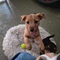 LYS, chienne à adopter