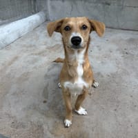 EMIL, chien à adopter