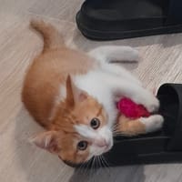Roussette, chatte à adopter