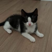 DIOR chez Julie, chat à adopter