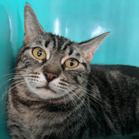 Penny, chatte à adopter