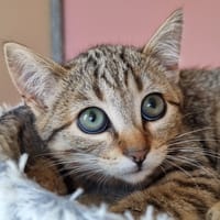Calba, chatte à adopter