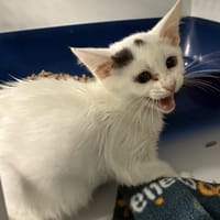 GLORIA, chatte à adopter