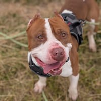 SHYRONE VAA, chien à adopter