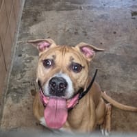 NIRO, chien à adopter
