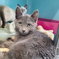 BOREALE, chatte à adopter
