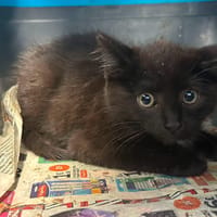 BUISSON, chat à adopter