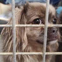 MARTINE VAA, chienne à adopter