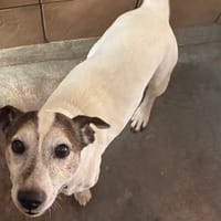 BALOU, chien à adopter