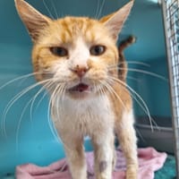 ROUQUIN en SOS, chat à adopter