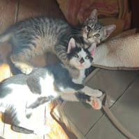 Carlo, chat à adopter