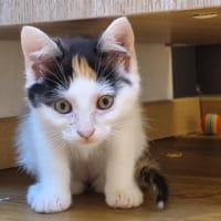 Galatée, chatte à adopter