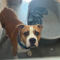 NEYKO, chien à adopter
