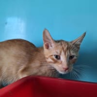 MARLEY, chat à adopter
