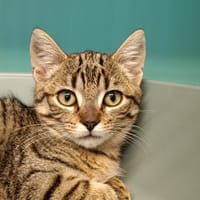 Olise, chatte à adopter
