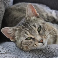 CHOUQUETTE, chatte à adopter