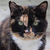 AMBRE, chatte à adopter