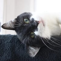 VOYOU, chat à adopter