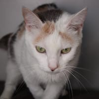 ROSE, chatte à adopter