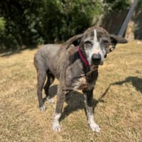 MAHINE OAA17324, chienne à adopter