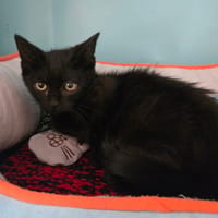SAKURA, chatte à adopter